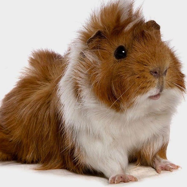 Guinea pigs